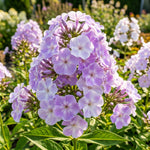 Close-up of a cluster of purple flowers with green leaves in a garden setting.