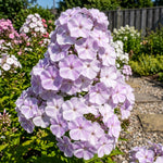 Close-up of a cluster of purple flowers with a garden background