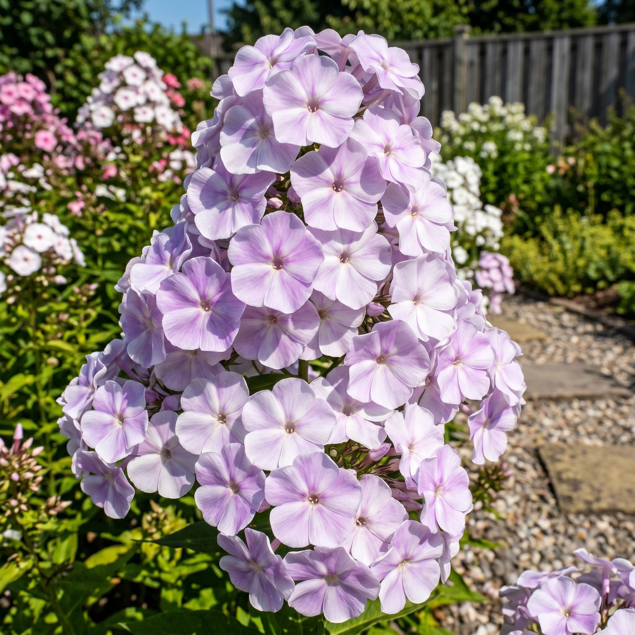 Close-up of a cluster of purple flowers with a garden background
