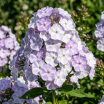 Close-up of a cluster of purple and white flowers with green leaves.