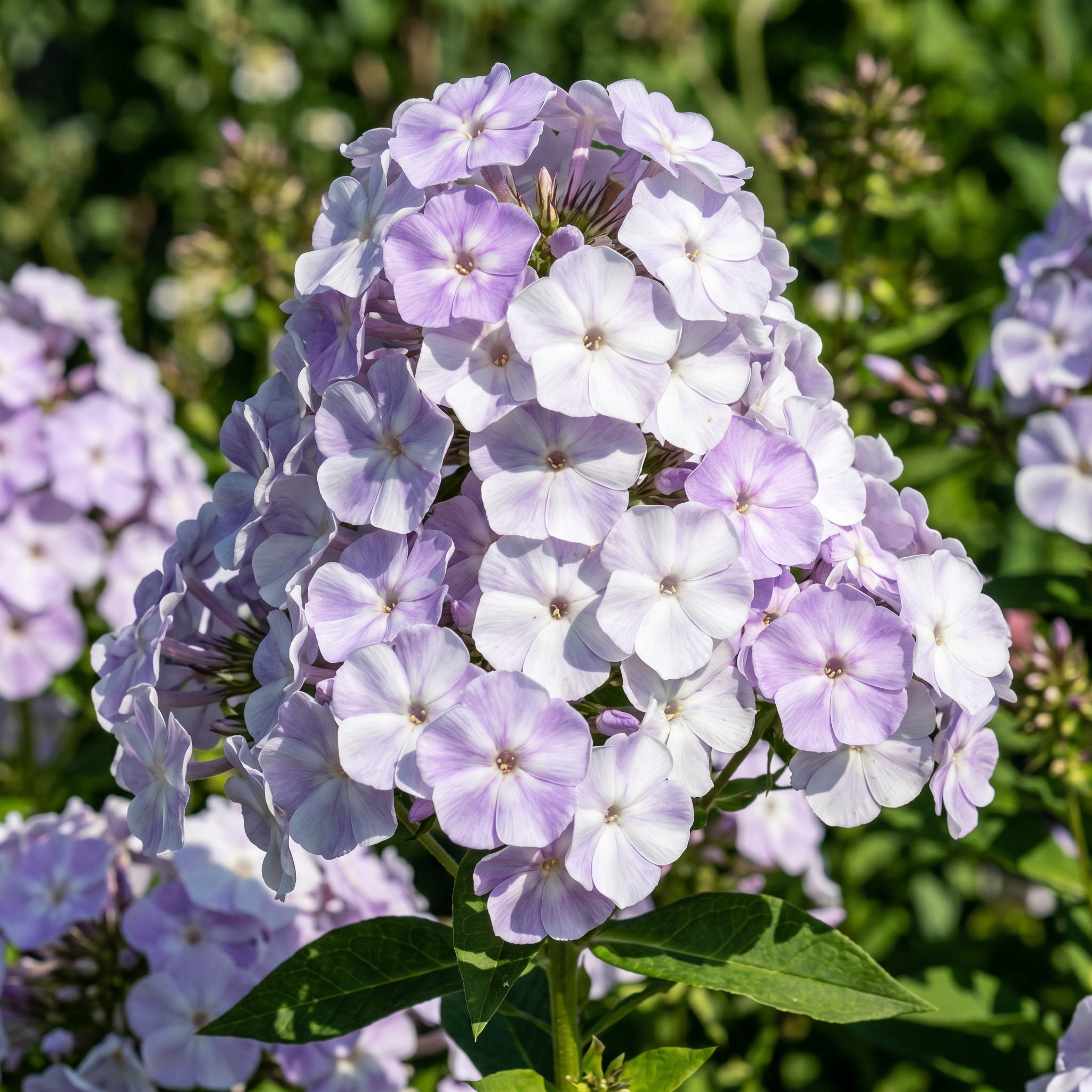 Close-up of a cluster of purple and white flowers with green leaves.