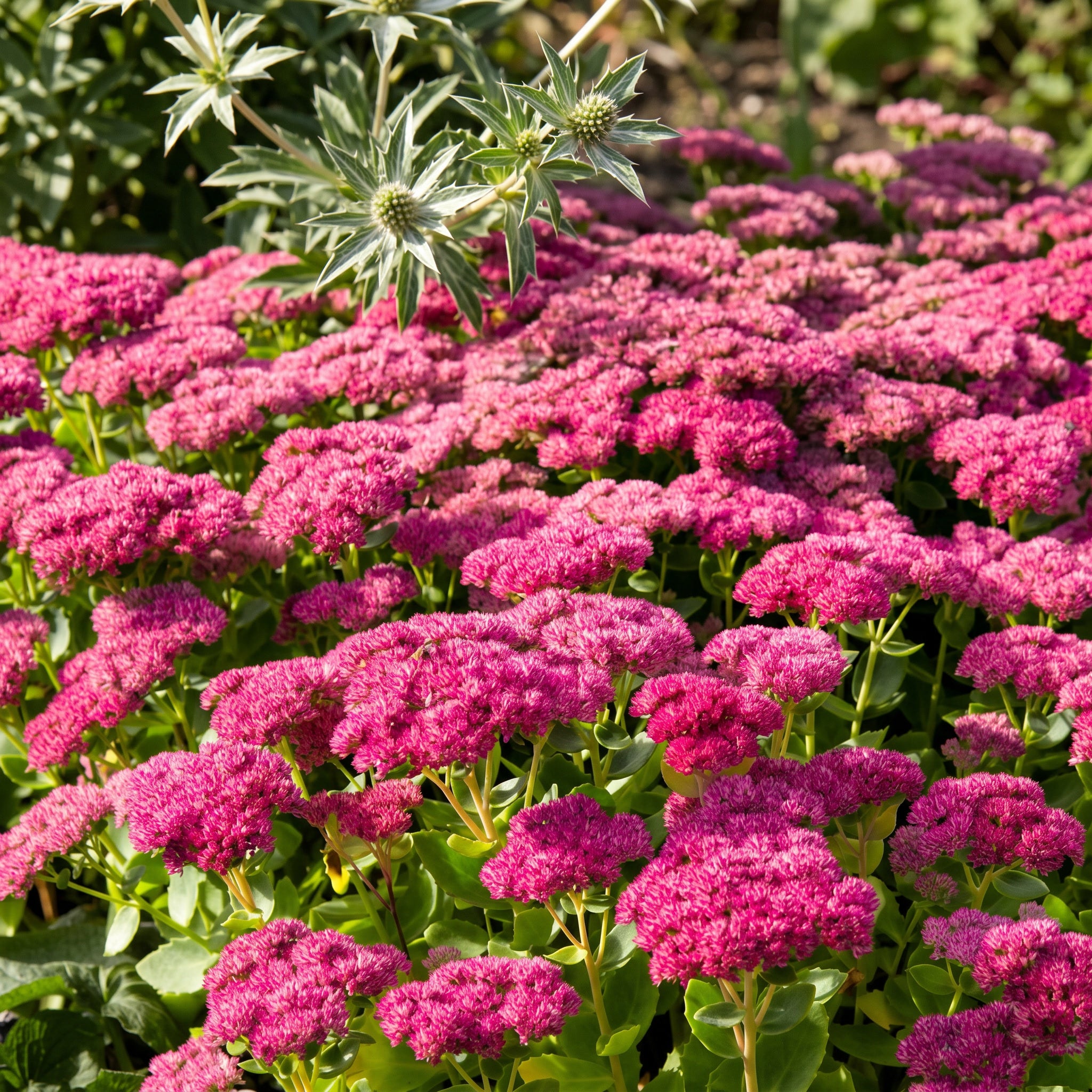 Field of pink flowers with green leaves in a garden setting