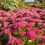 Bouquet of pink flowers with green leaves in a garden setting