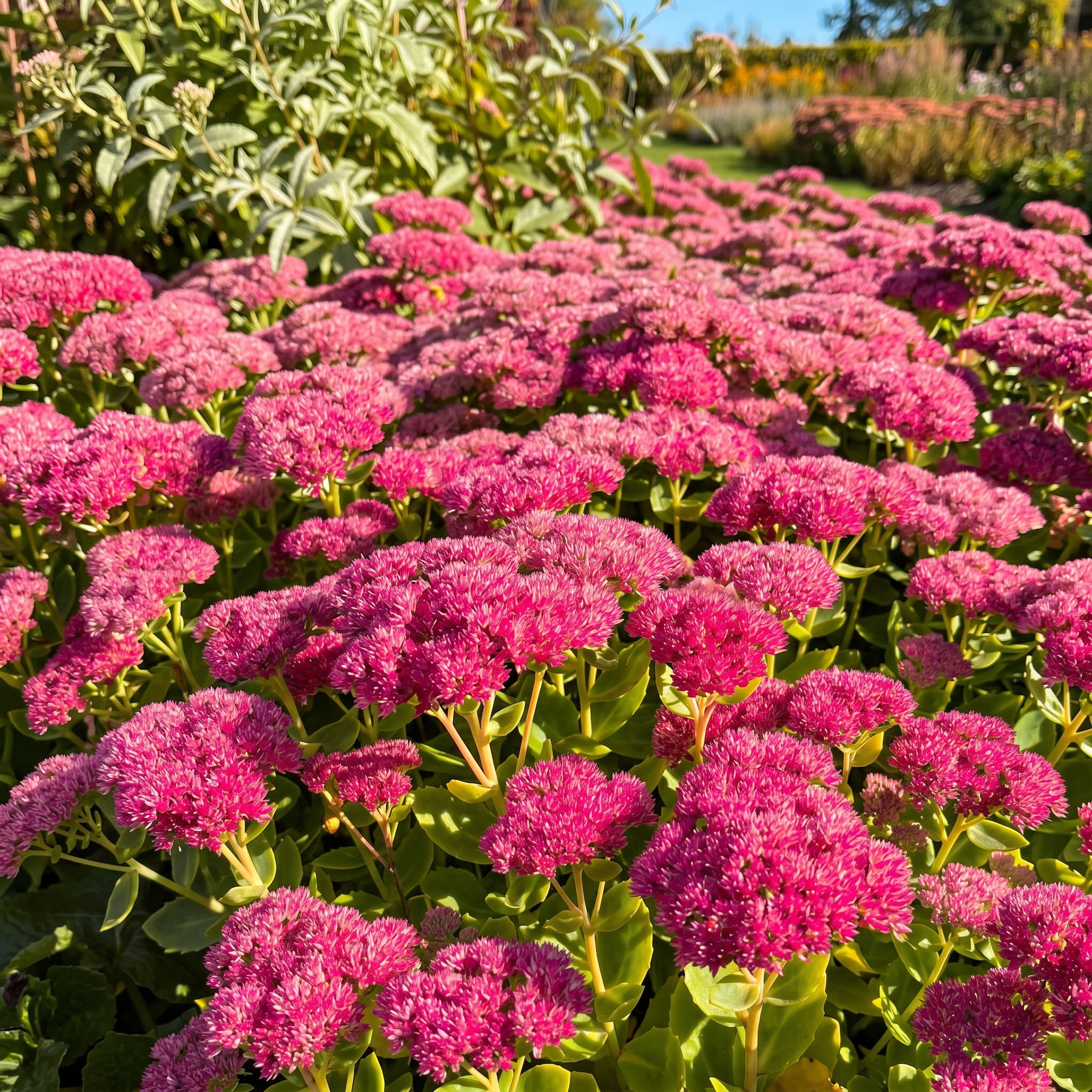Bouquet of pink flowers with green leaves in a garden setting