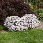 Bush of white flowers in a garden setting with green grass and purple foliage.