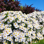 Bouquet of white flowers with yellow centers against a blue sky