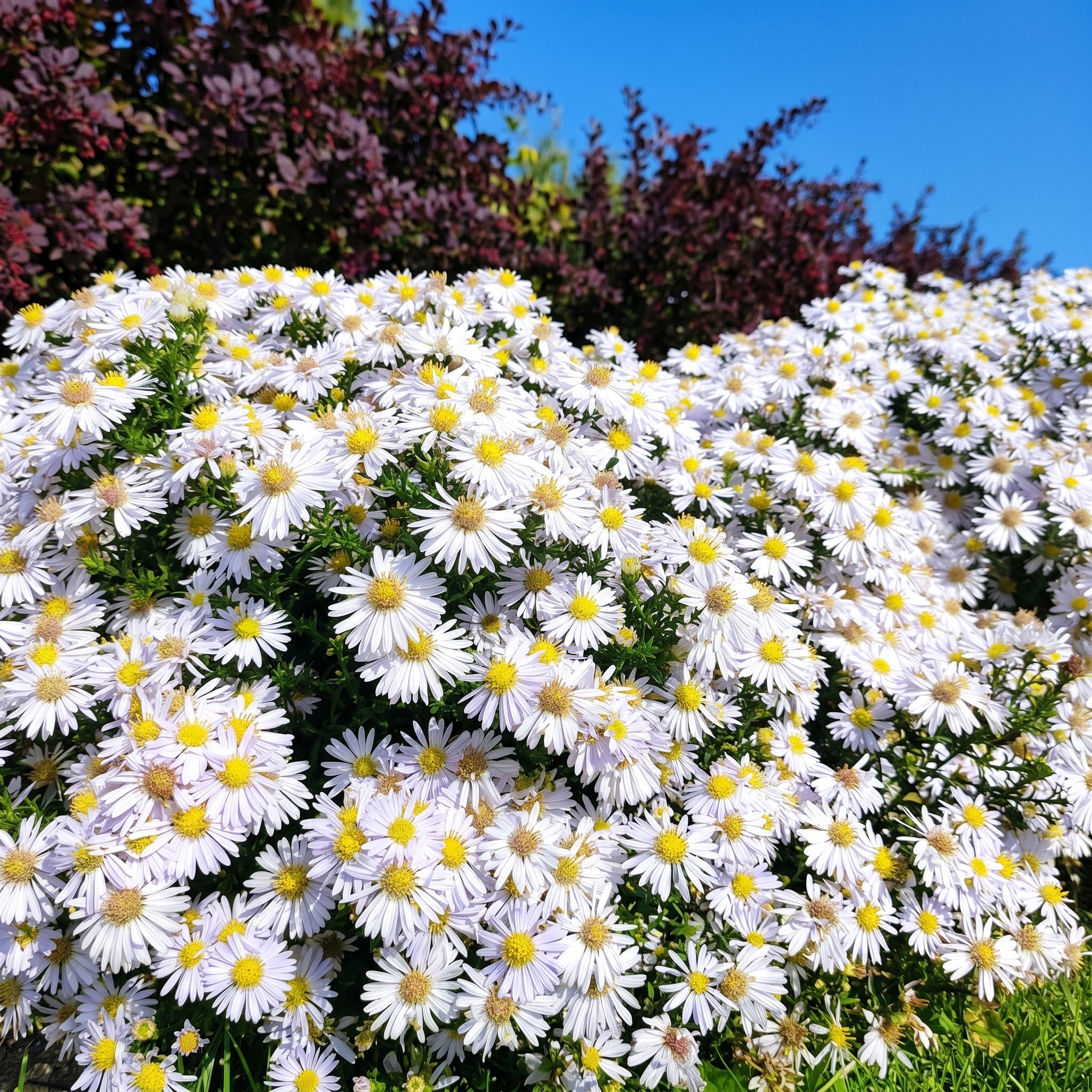 Bouquet of white flowers with yellow centers against a blue sky