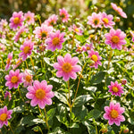 Pink flowers with green leaves in a garden setting