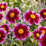 Close-up of vibrant pink flowers with yellow centers in a garden setting.