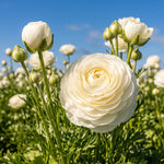 White flowers with green stems against a blue sky