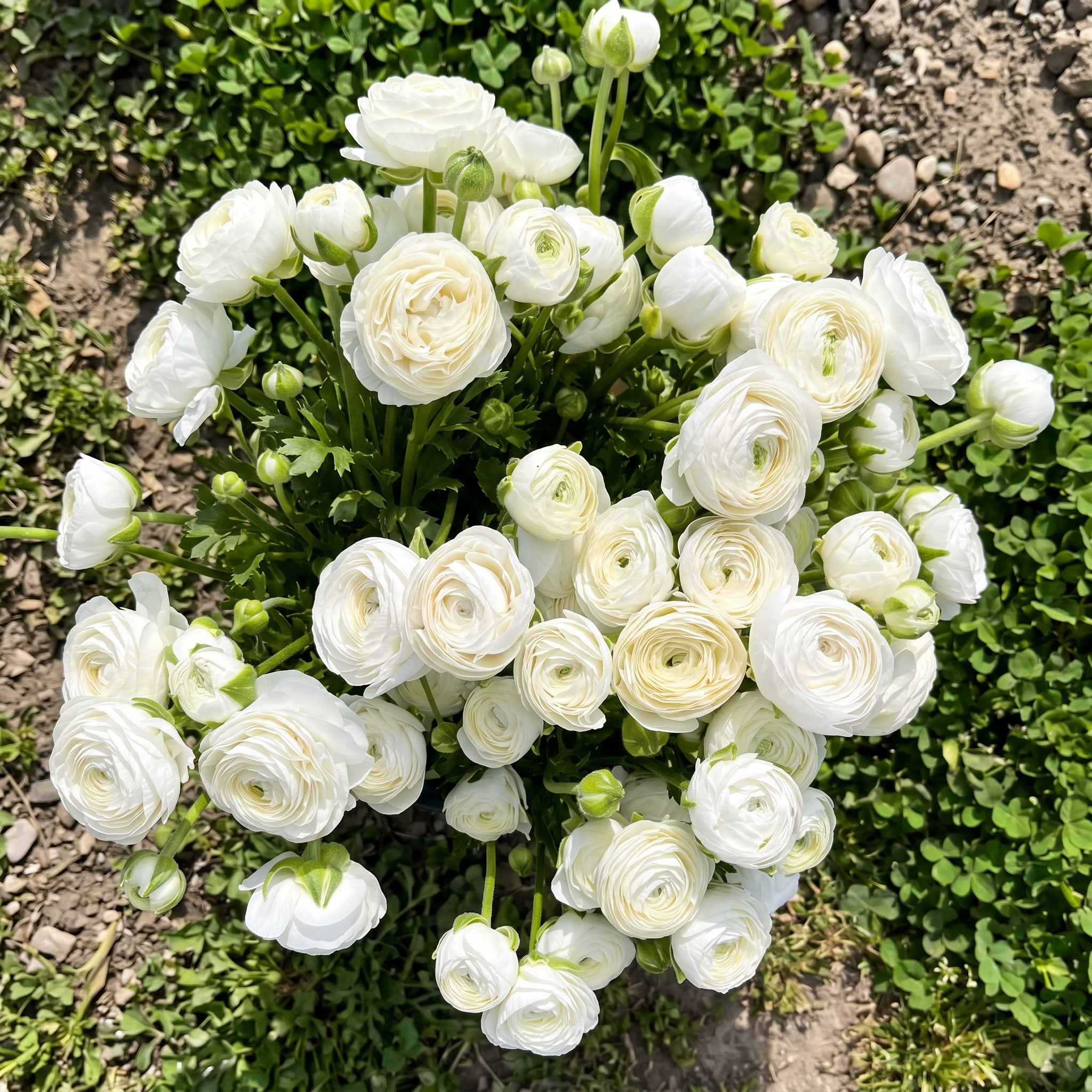 Bouquet of white ranunculus flowers on a natural background 